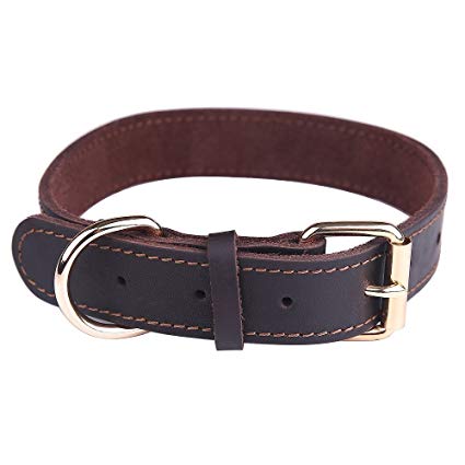 Dogs Collars