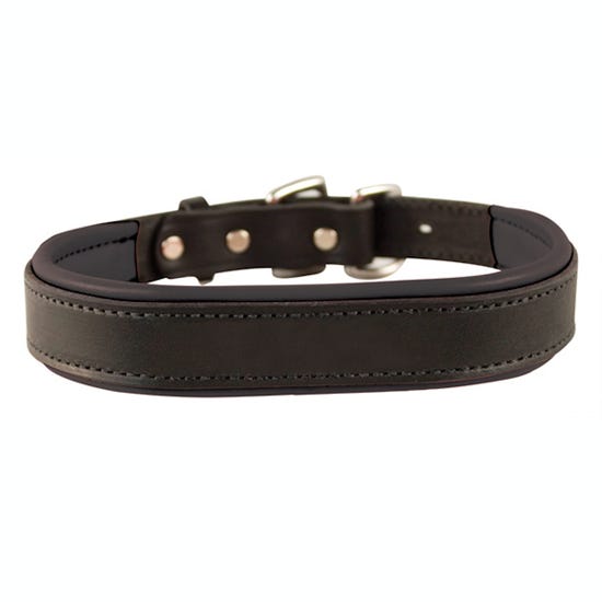 Dogs Collars